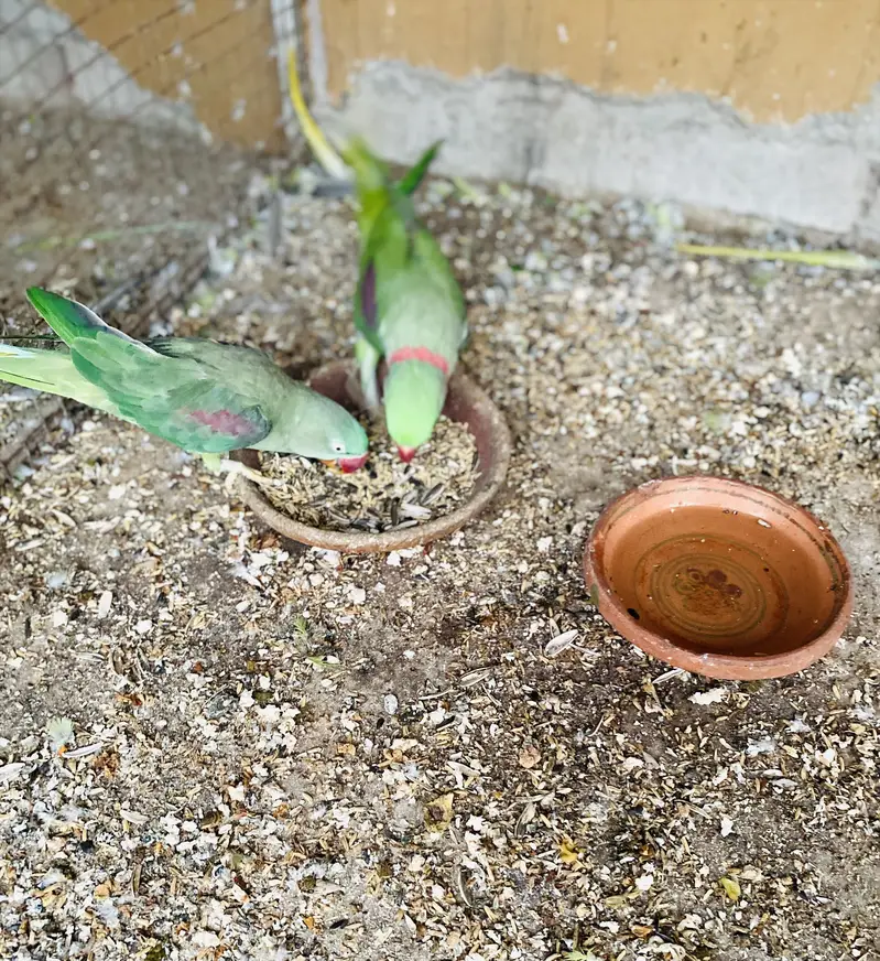 Raw parrot — photo 2