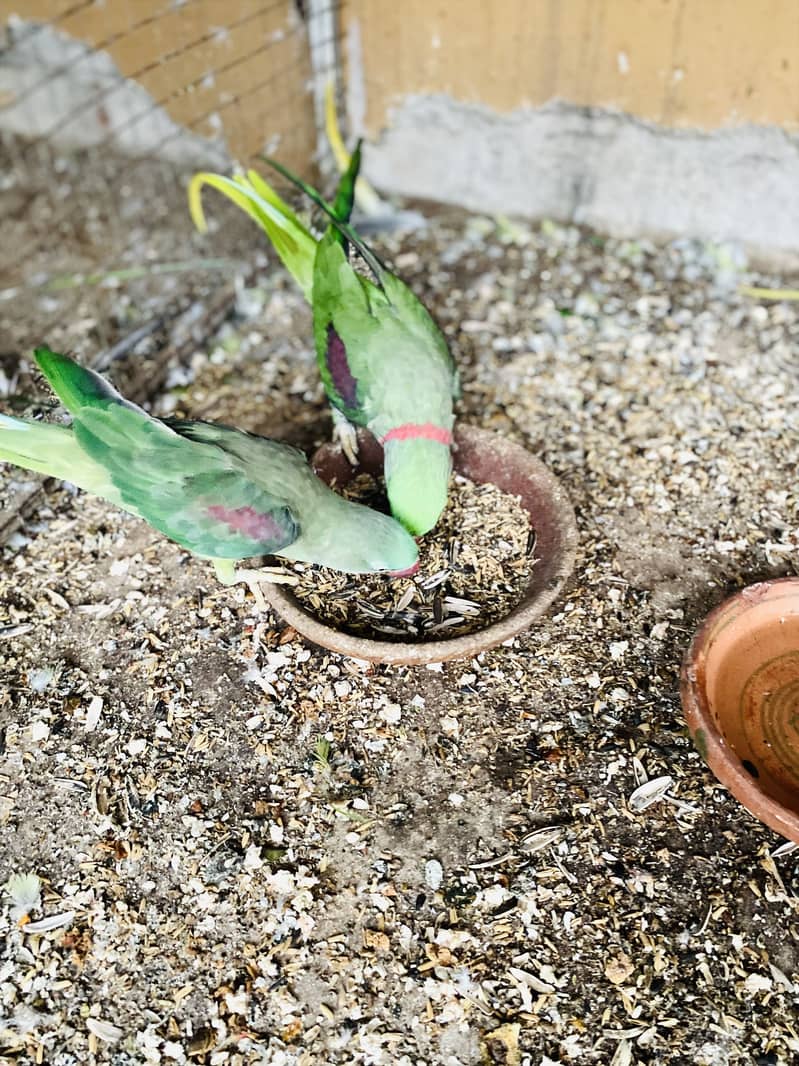 Raw parrot 2