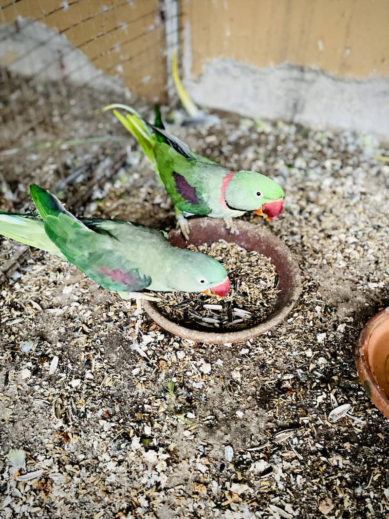 Raw parrot 3