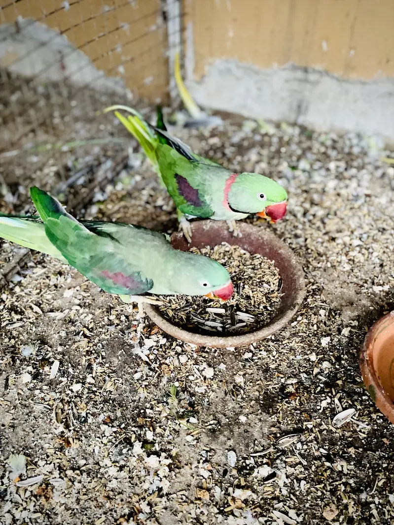 Raw parrot — photo 4