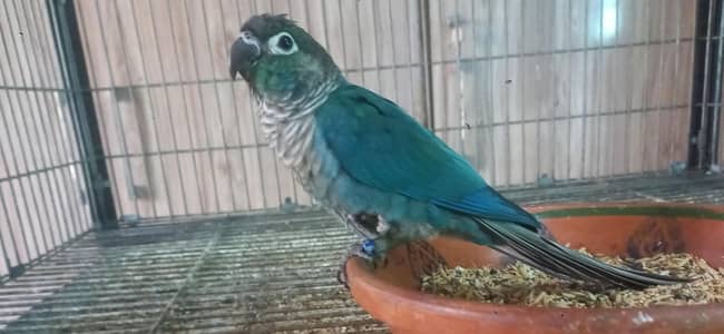 blue turquoise/torquoise black chest black feet conure parrot