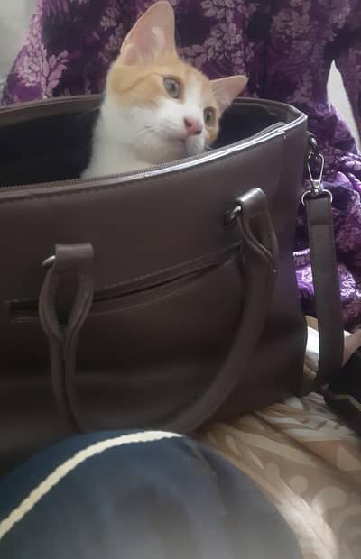 kitten
