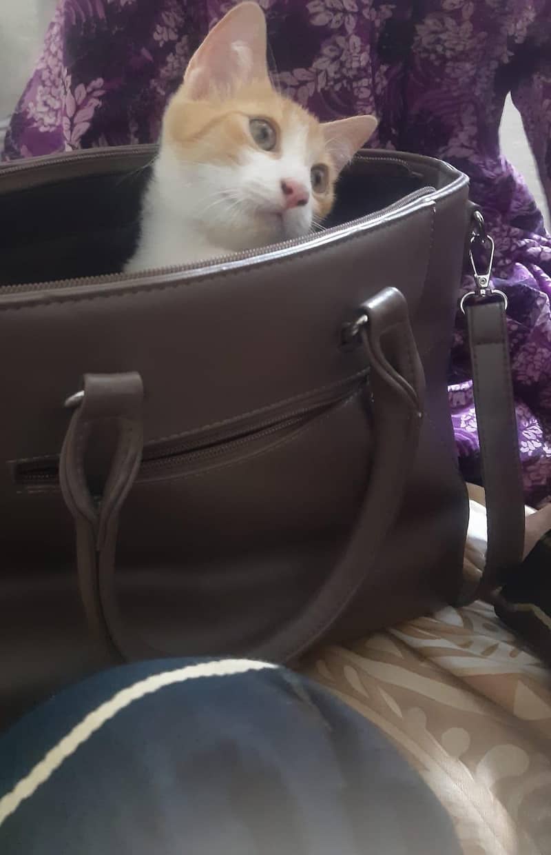 kitten 0