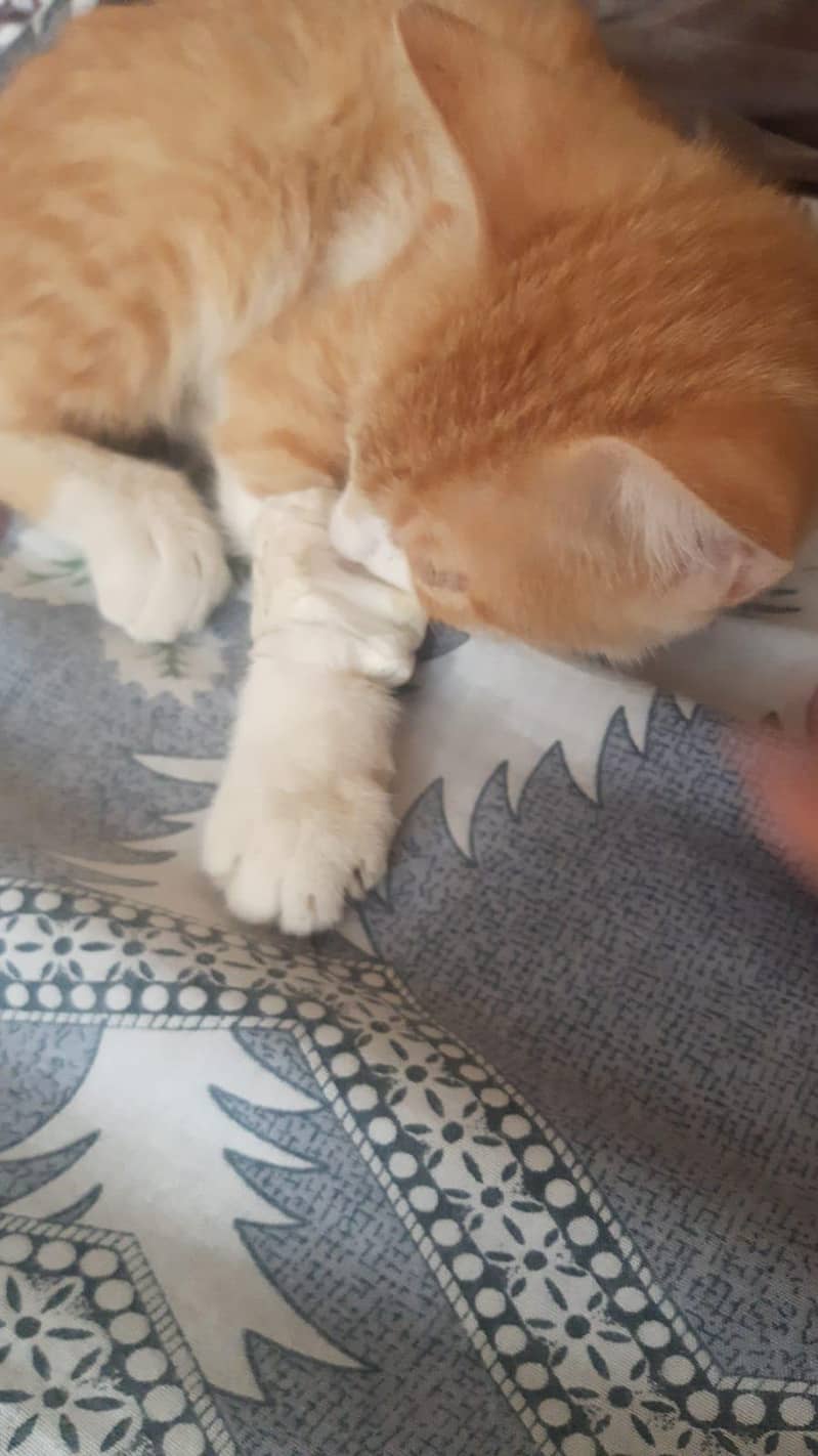 kitten 1