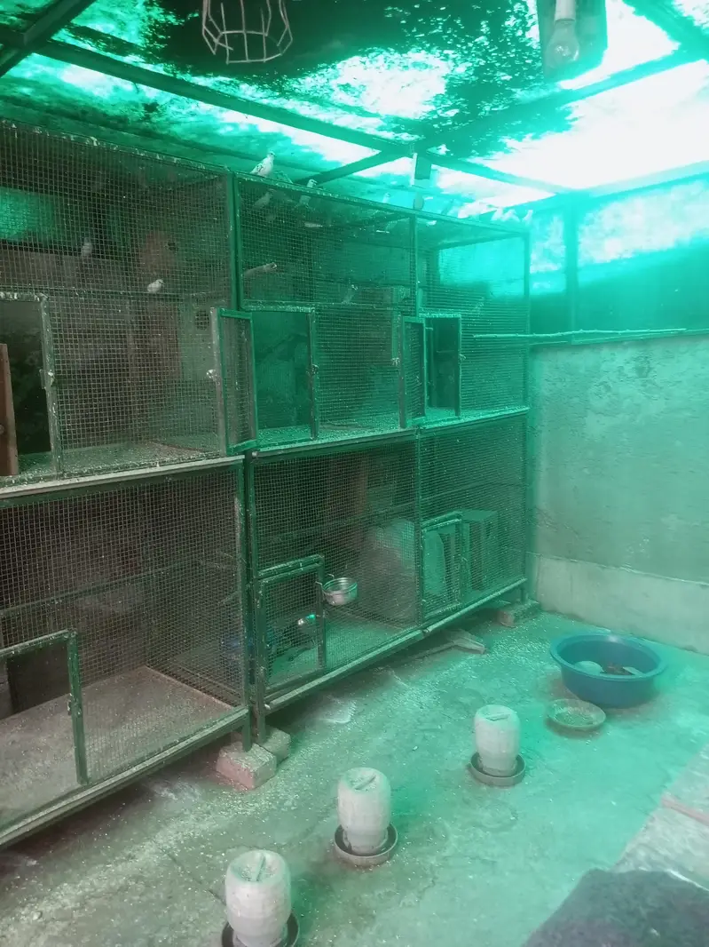 Cages Iron and Wooden — photo 5