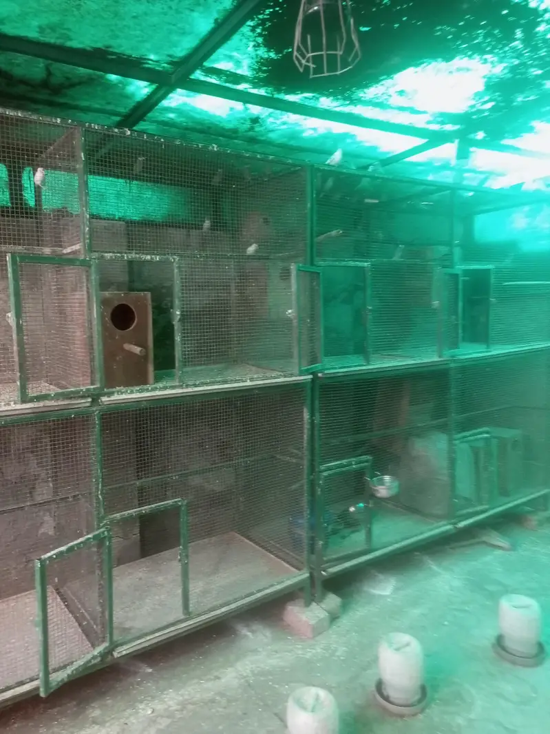 Cages Iron and Wooden — photo 6