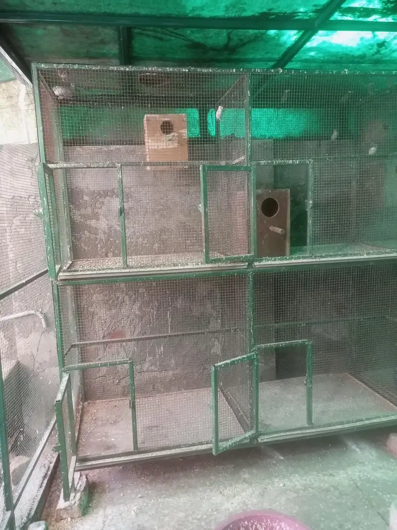Cages Iron and Wooden — photo 7