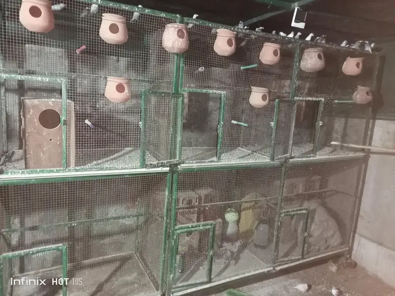 Cages Iron and Wooden — photo 8