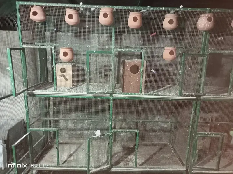 Cages Iron and Wooden — photo 9