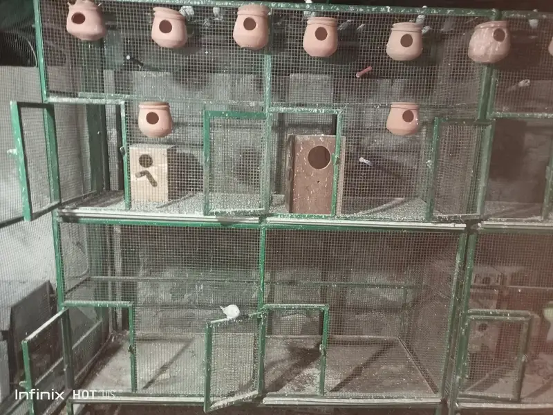 Cages Iron and Wooden — photo 10