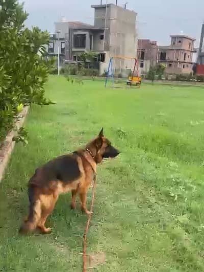 Male german shepherd double coat