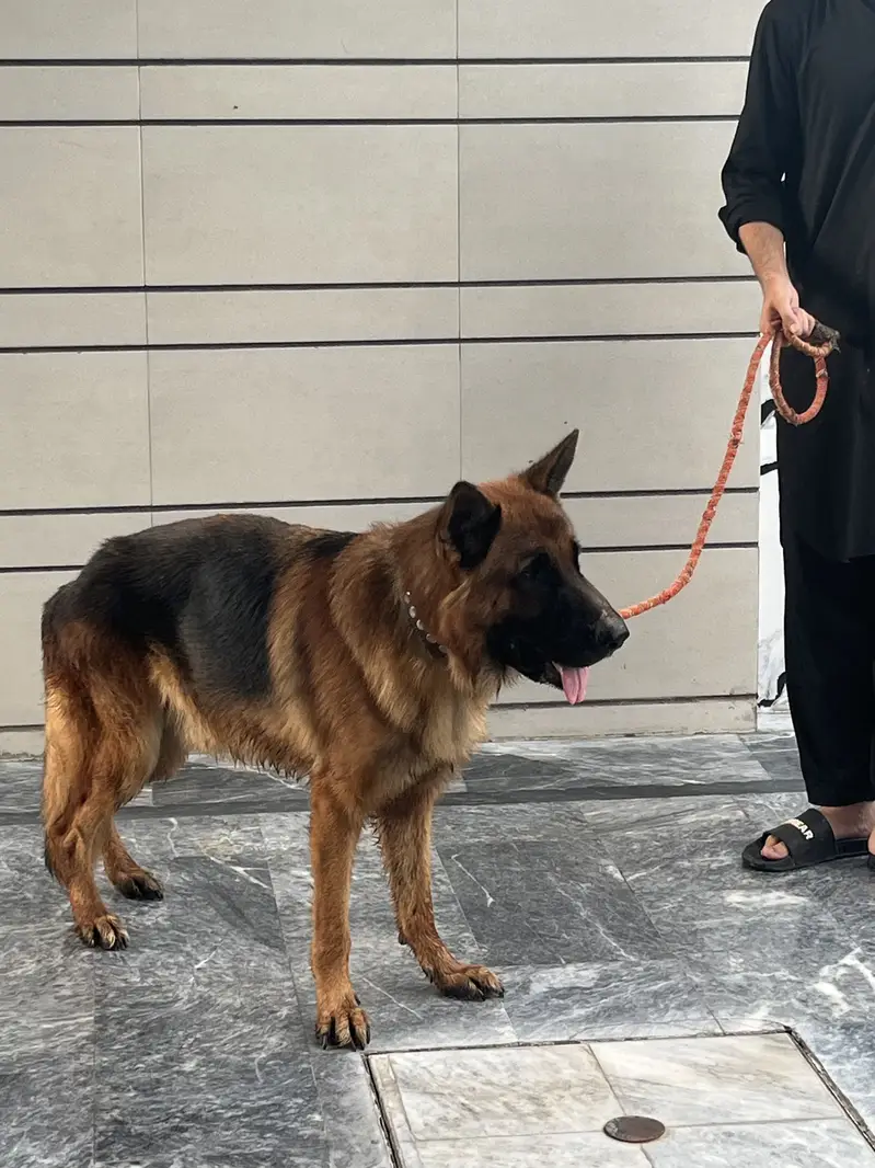Male german shepherd double coat — photo 2