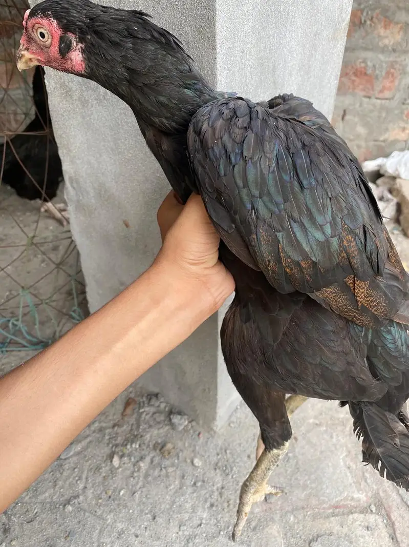 Aseel Mianwali — photo 2