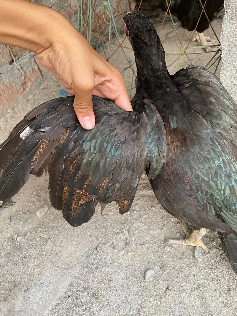 Aseel Mianwali — photo 3