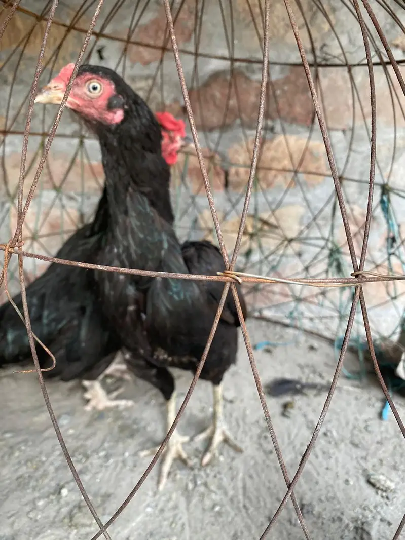 Aseel Mianwali — photo 4