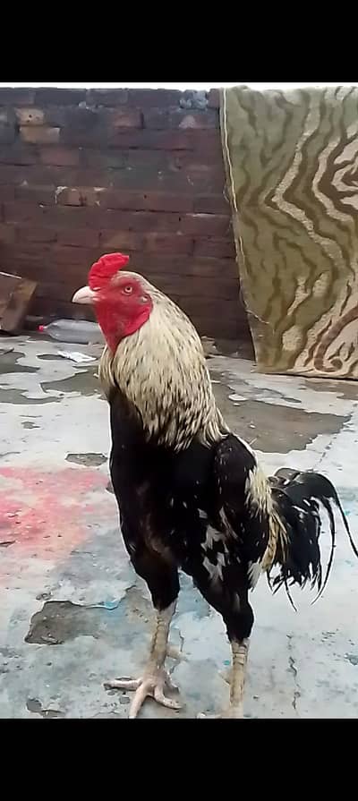 Pakistani aseel