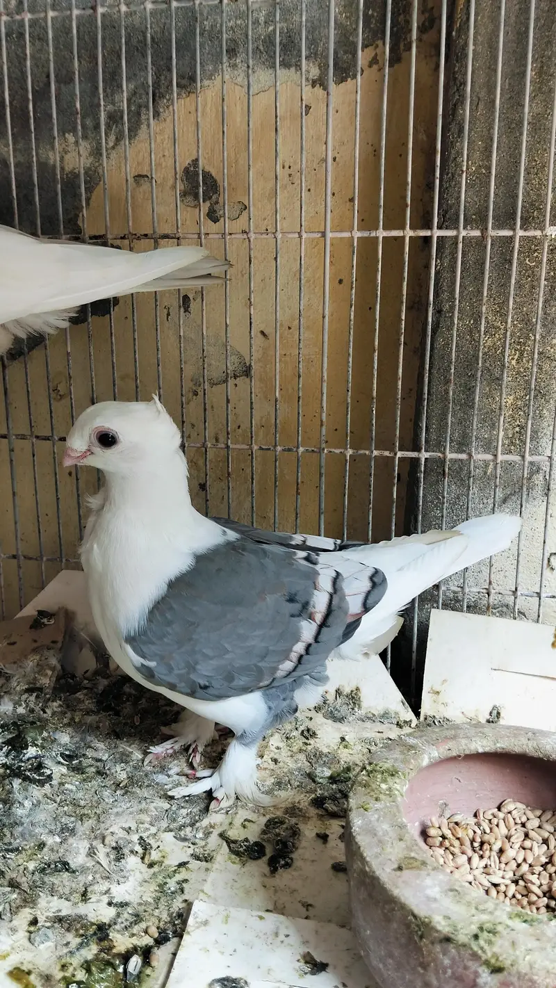 Sentient Female — photo 2