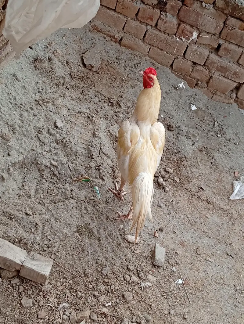 Aseel Heera murga Aseel Heera murgi — photo 3