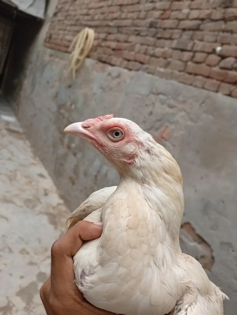 Aseel Heera murga Aseel Heera murgi — photo 4