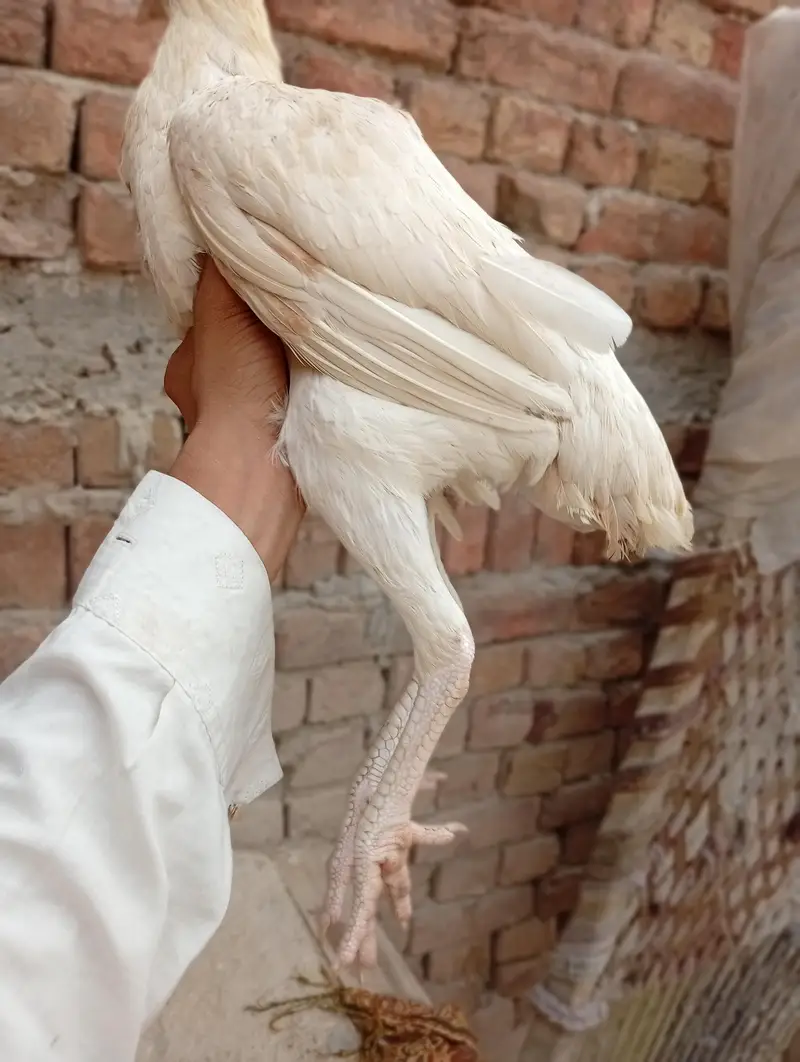 Aseel Heera murga Aseel Heera murgi — photo 5
