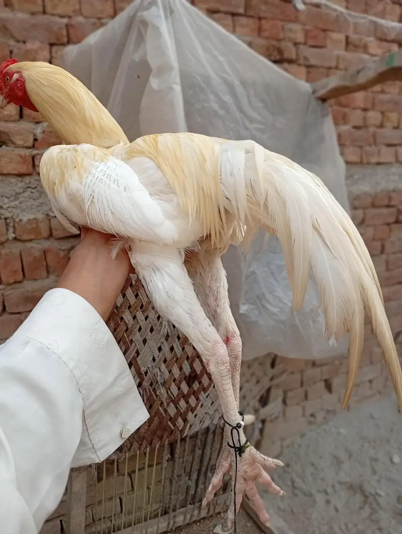 Aseel Heera murga Aseel Heera murgi — photo 6