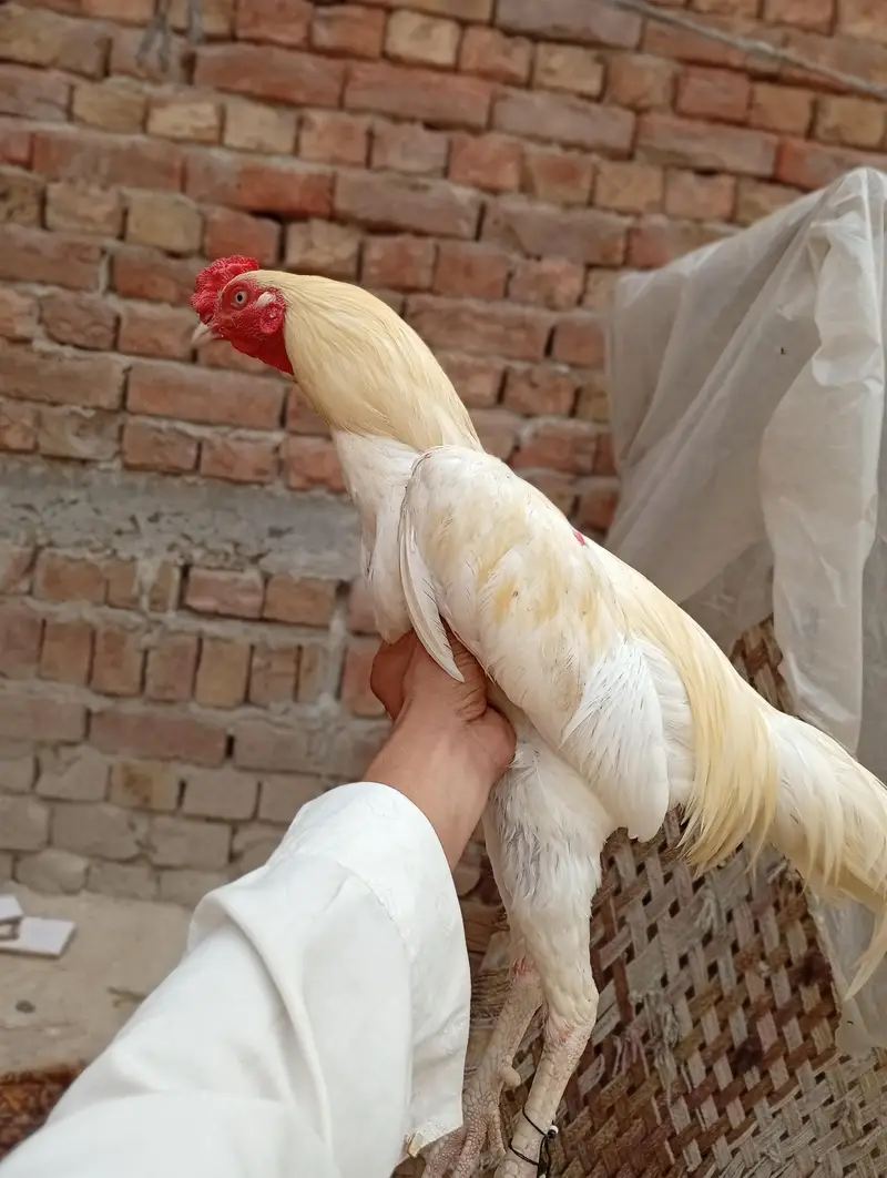 Aseel Heera murga Aseel Heera murgi — photo 7