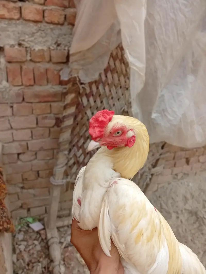 Aseel Heera murga Aseel Heera murgi — photo 8