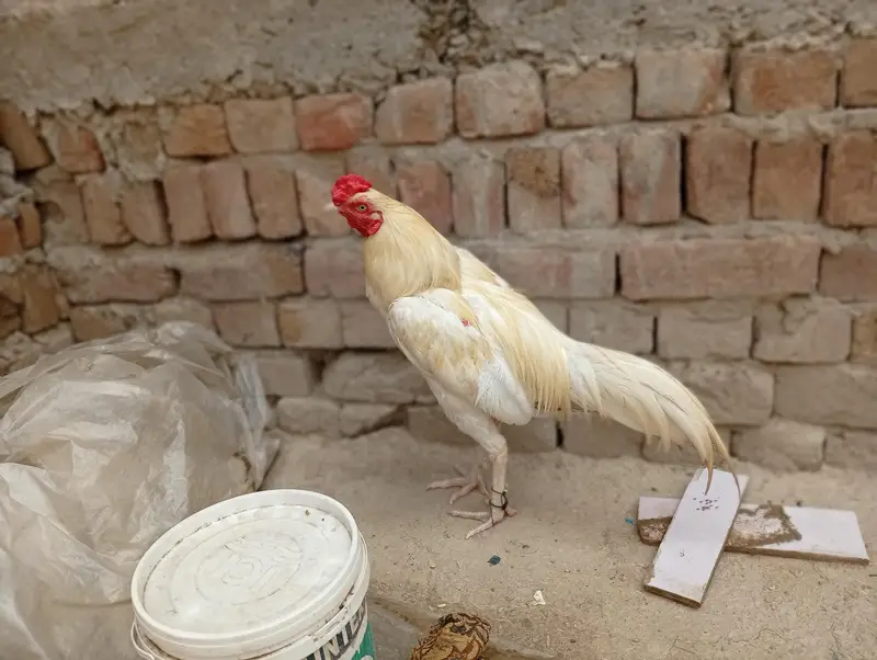 Aseel Heera murga Aseel Heera murgi — photo 9