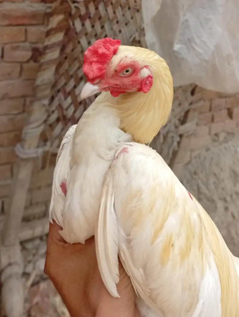 Aseel Heera murga Aseel Heera murgi — photo 10
