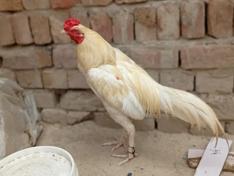 Aseel Heera murga Aseel Heera murgi — photo 11