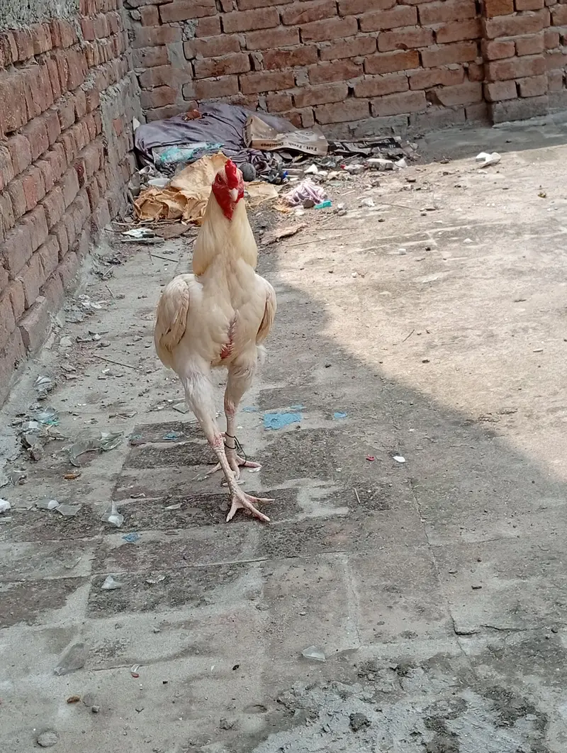 Aseel Heera murga Aseel Heera murgi — photo 12