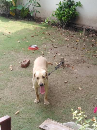 labrador