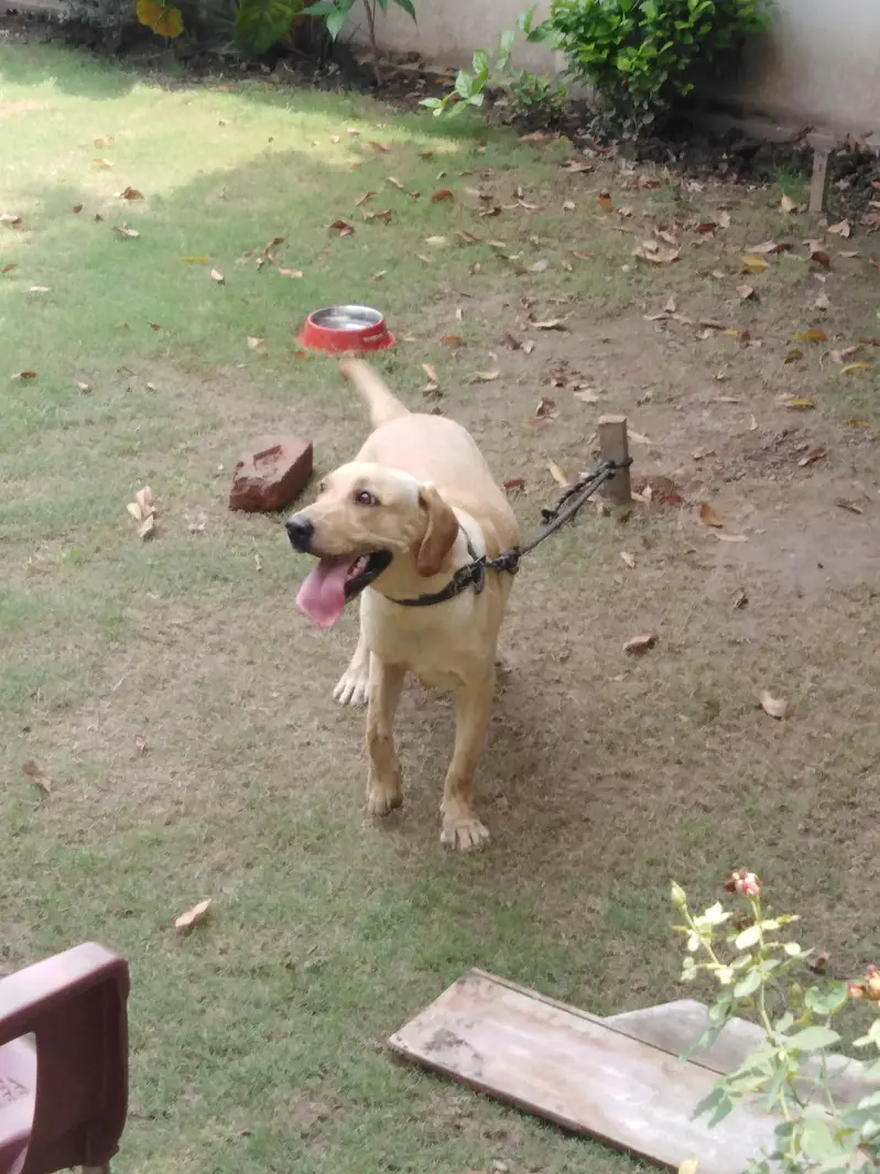 labrador — photo 2