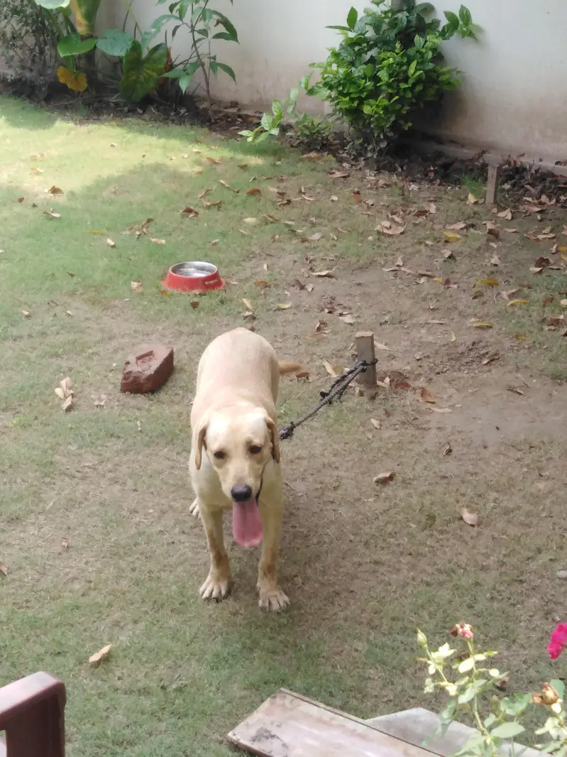 labrador — photo 4