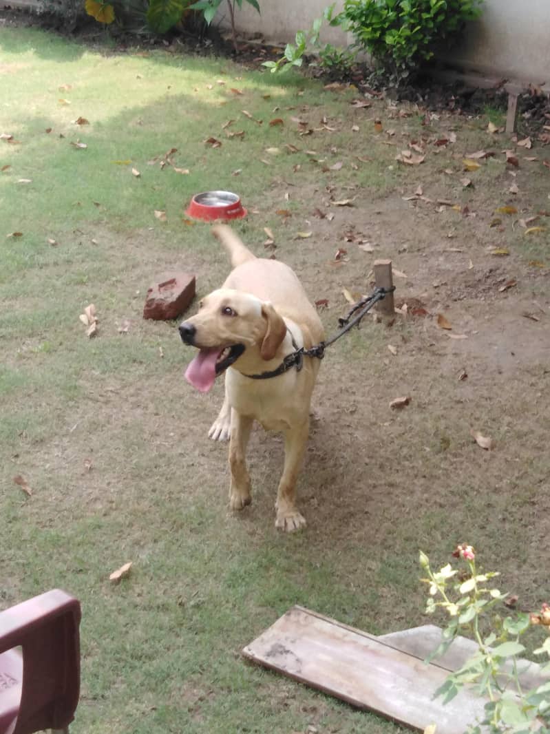 labrador 4