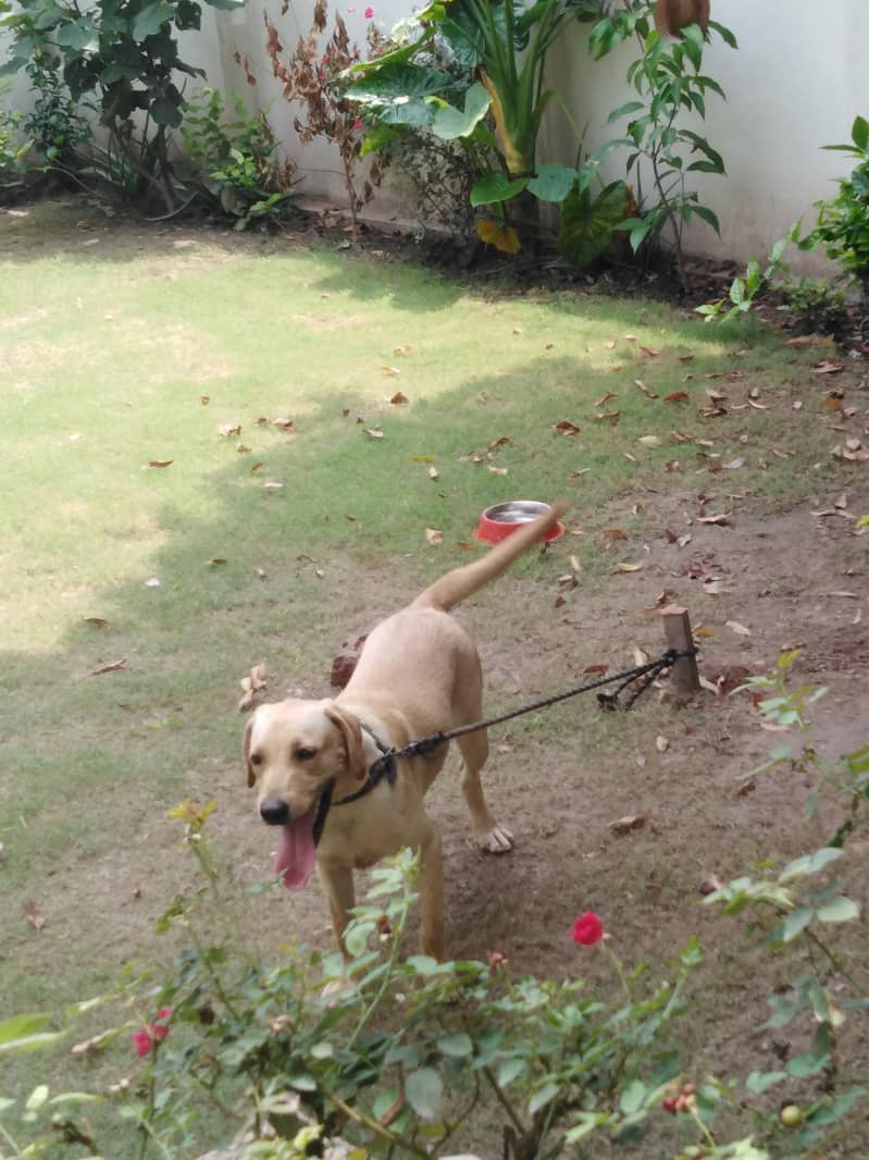 labrador 5