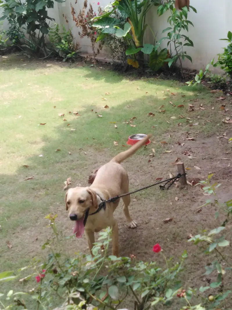 labrador — photo 6