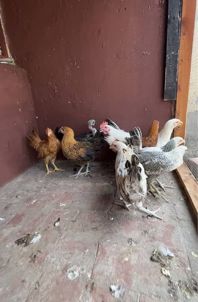 8female 1 male misri murgiya