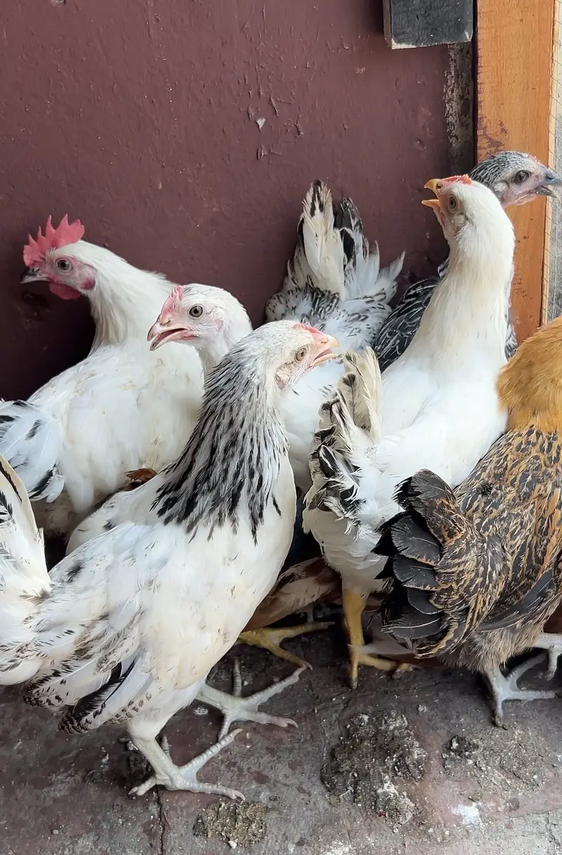 8female 1 male misri murgiya — photo 2