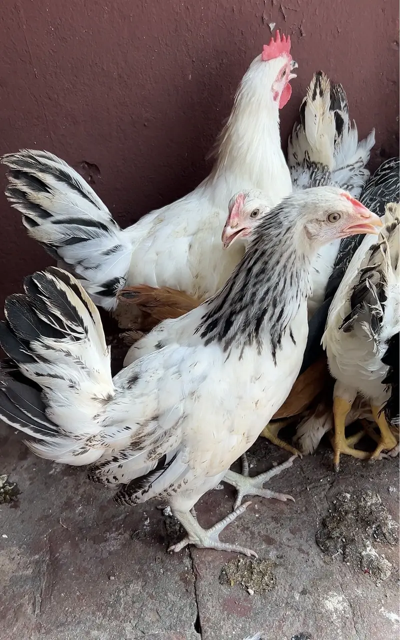 8female 1 male misri murgiya — photo 3