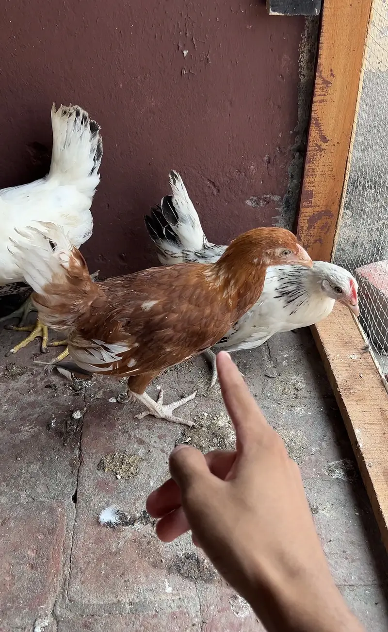 8female 1 male misri murgiya — photo 4