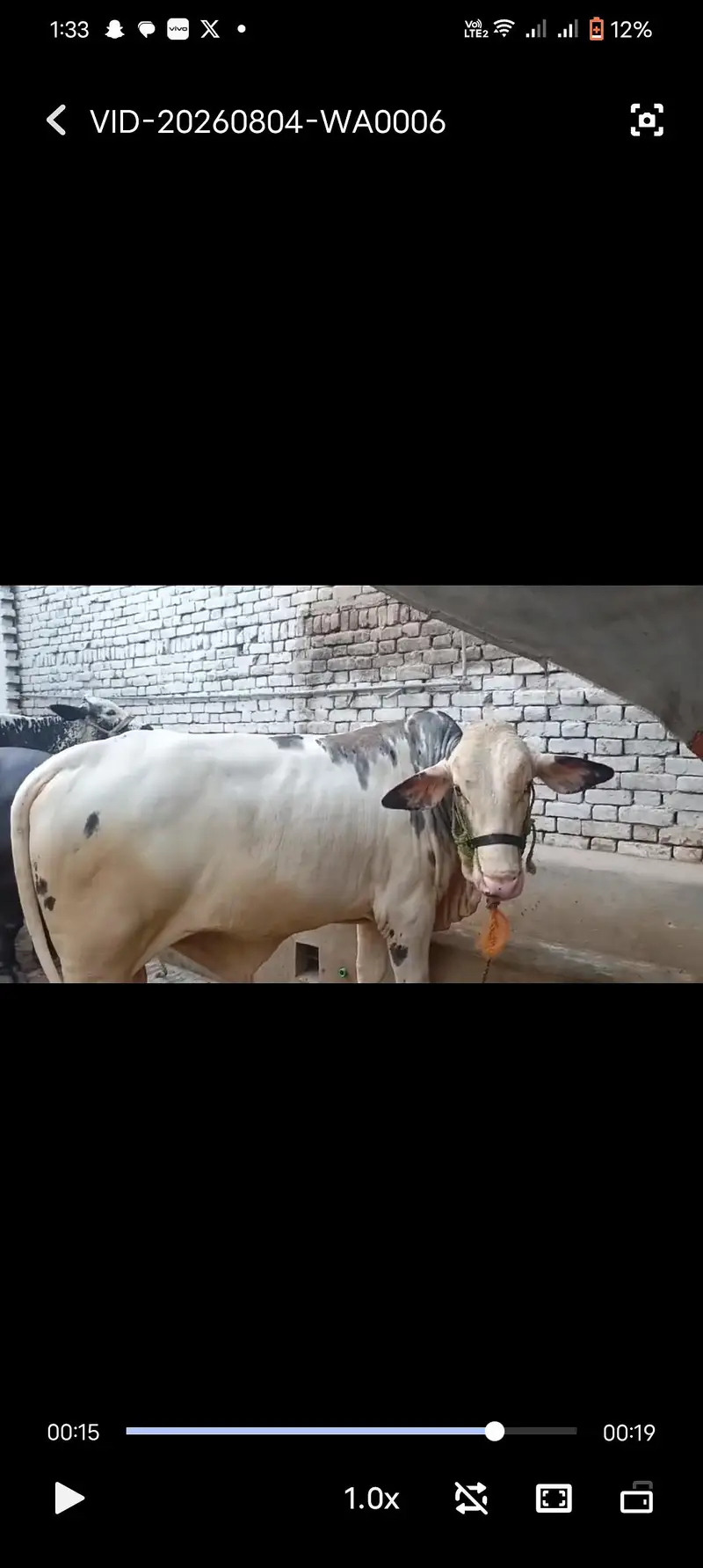 vip bachra — photo 2