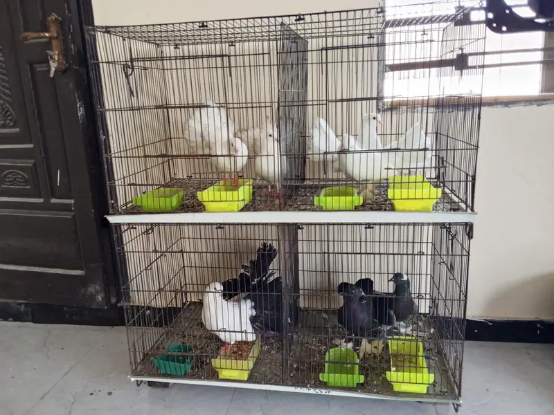 cage f — photo 2
