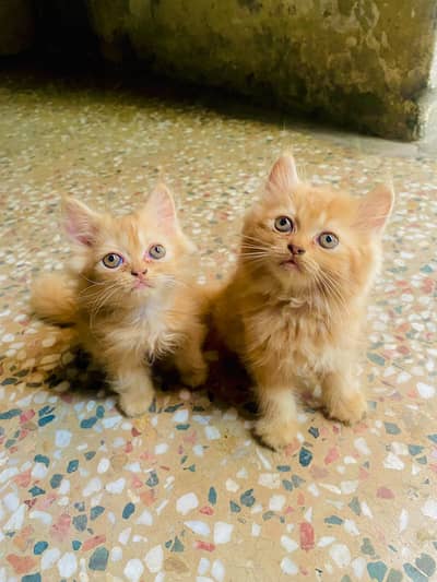 Persian kittens | trple coat | punch face kittens | kittens for sale