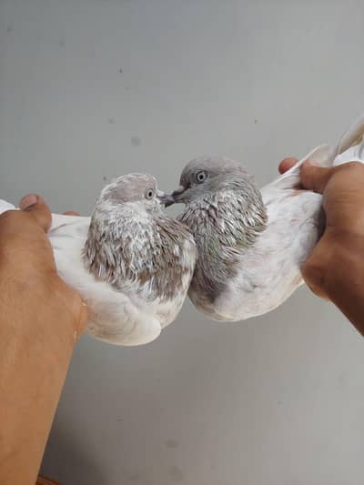 Salaty lakhea pair for sale. . .