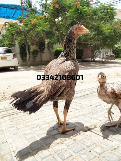 Aseel 3 chicks mianwali lakha java patha chick breeder murgi hen murga