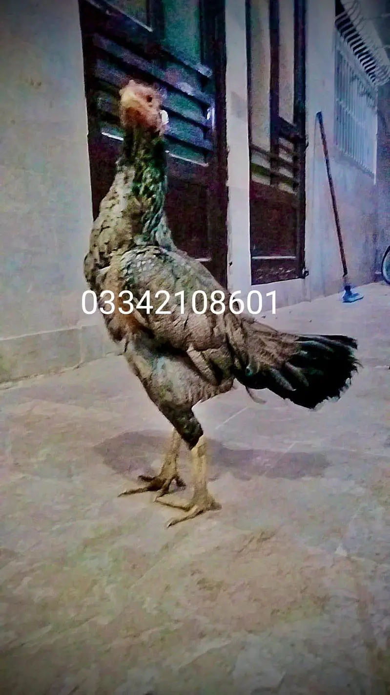 Aseel 3 chicks mianwali lakha java patha chick breeder murgi hen murga — photo 2