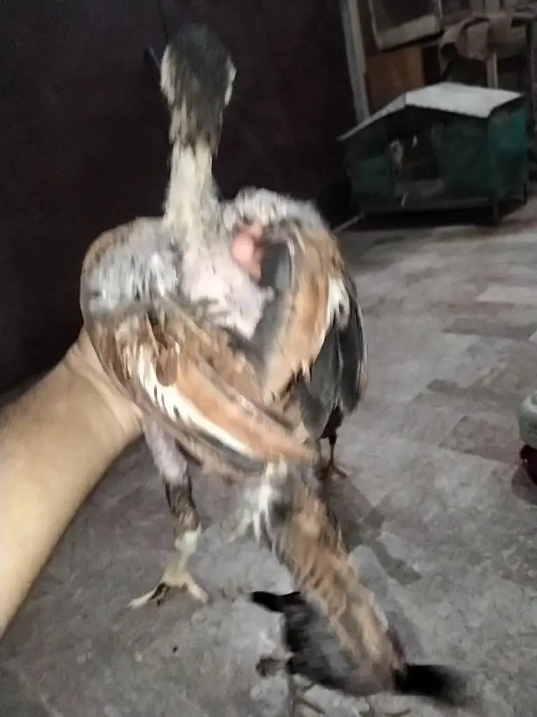 Aseel 3 chicks mianwali lakha java patha chick breeder murgi hen murga — photo 3
