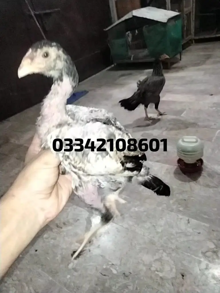 Aseel 3 chicks mianwali lakha java patha chick breeder murgi hen murga — photo 4