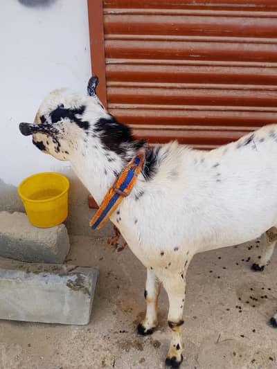 Bakra healthy and active
